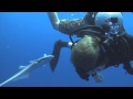 The Friendly Remora 