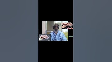 The Social Brain: How Biology Builds Connection