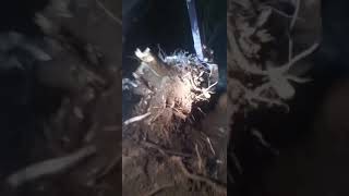 Ładowarko-koparka sam 4x4 wykopanie korzenia