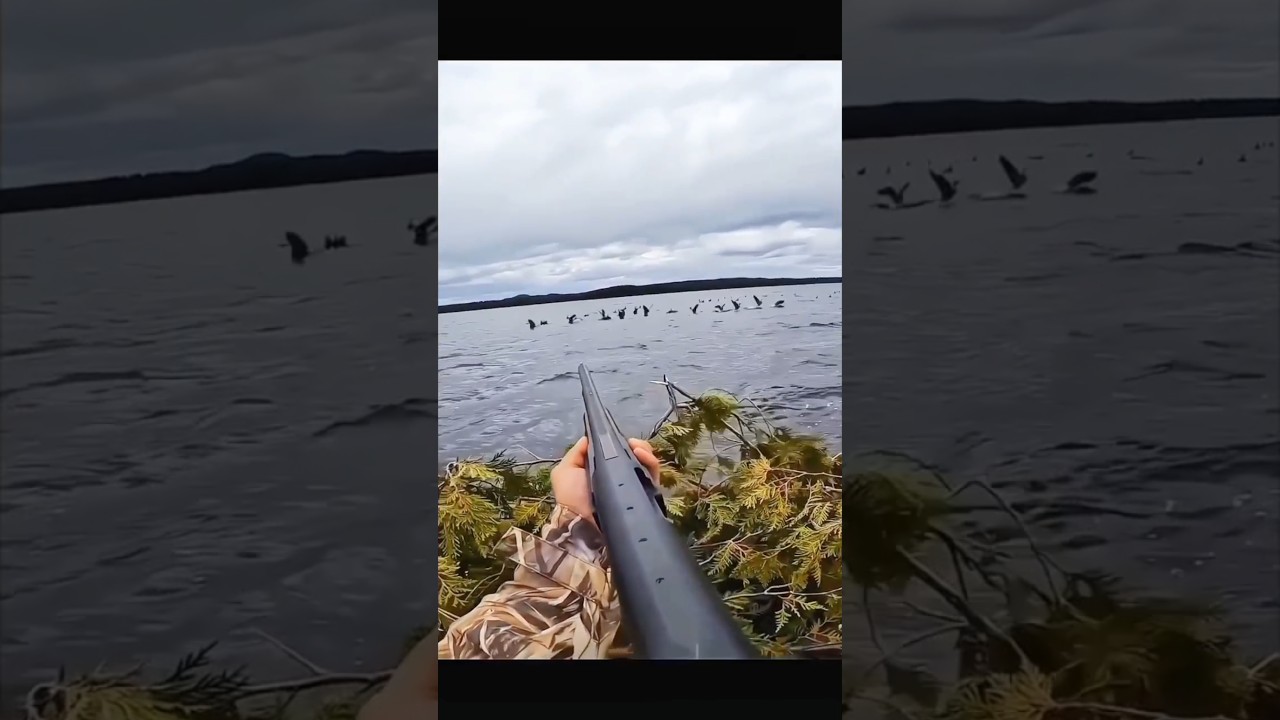 air gun hunting bird in pakistan 2045 | hunting video 2025