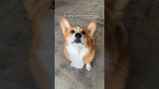 It’s Ruff Being Short!