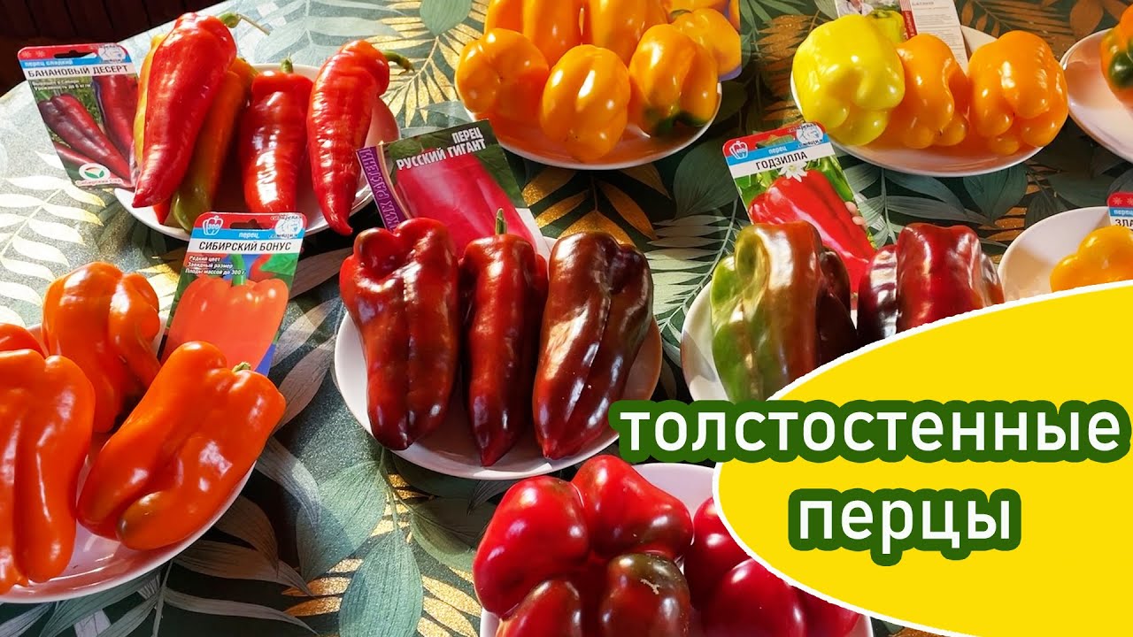 Перец сладкий толстостенный в 2025  / Итог