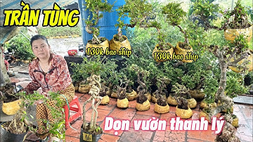 18/11/2025_Trần Tùng #0336874743 _Thanh lý quá nhiều cặp sam núi,Sam núi già,hồng ngọc, siêu hoa đỗ 