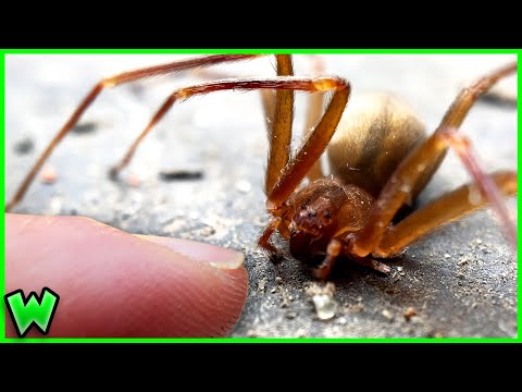 Video: I reclusi marroni sono in colorado?