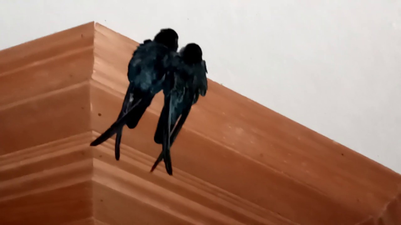 burung SRITI Rumahan YouTube burung SRITI Rumahan YouTube