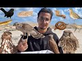 الحياة البرية في مطروح الجزء الثالث 