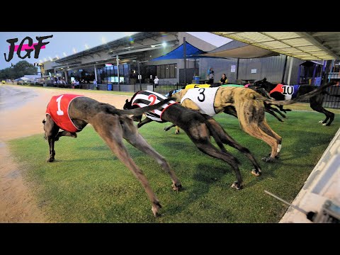 Australian racing greyhounds  - Dog race
