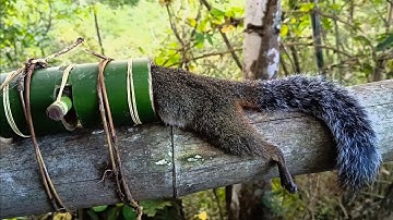 Create An Amazing Bamboo Squirrel in The Jungle