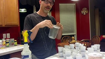 Fruit Fly Cultures and Feeding Mantises