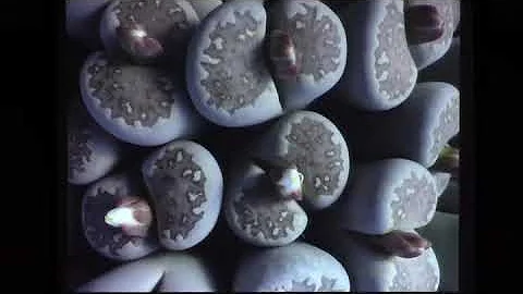 Jane Evans -- Lithops in Cultivation