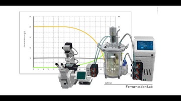 Labster Virtual Lab: Fermentation Simulation