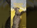 Not every round belly means your cat is just “getting chunky”… #fip #cat #cathealth #gs441524