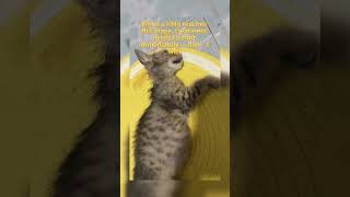 Not every round belly means your cat is just “getting chunky”… #fip #cat #cathealth #gs441524