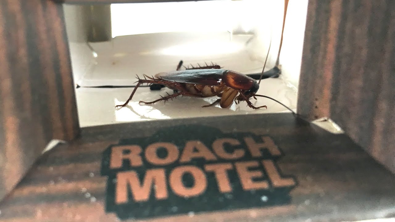 I didn't think I had a roach problem.... Roach Motel Trap for Scorpions,  Spiders & Cockroaches - YouTube