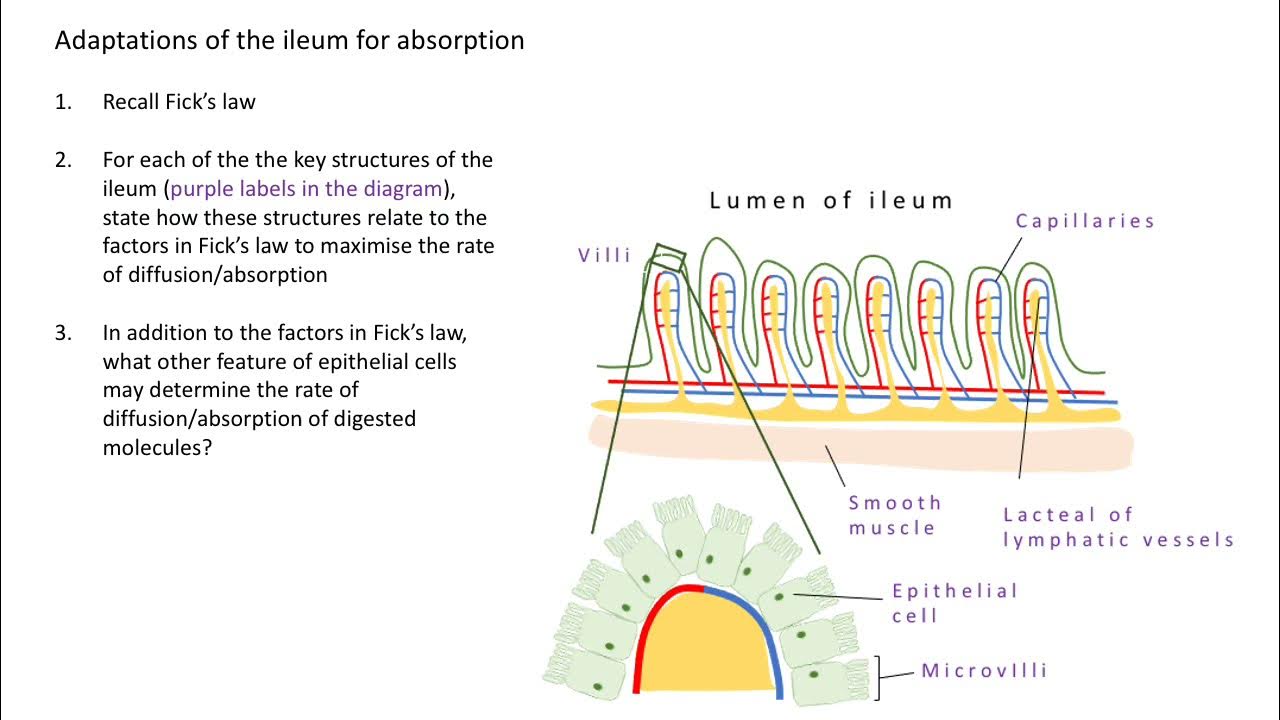Digestion and absorption revision Adaptations of the ileum for