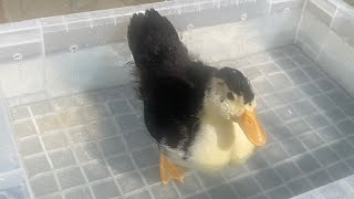 梶ソンちゃんねるの配信のサムネイル画像