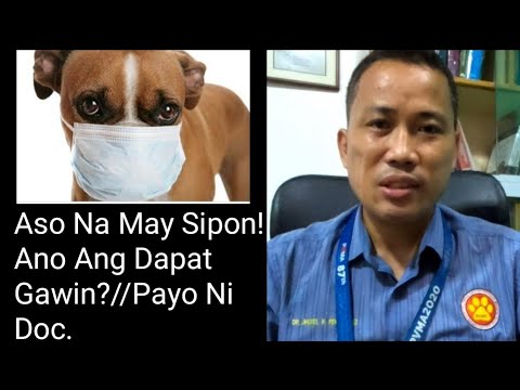 Sipon Sa Aso : Alamin Ang Dahilan At Ano Ang Dapat Gawin?//Home Remedy Sa Sipon Ng Aso!