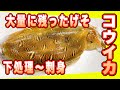 コウイカ下足レシピ　意外と苦戦するイカ下足の下処理を簡単解説　アオリイカ　コウイカ【下足酢味噌和えと下足握り】