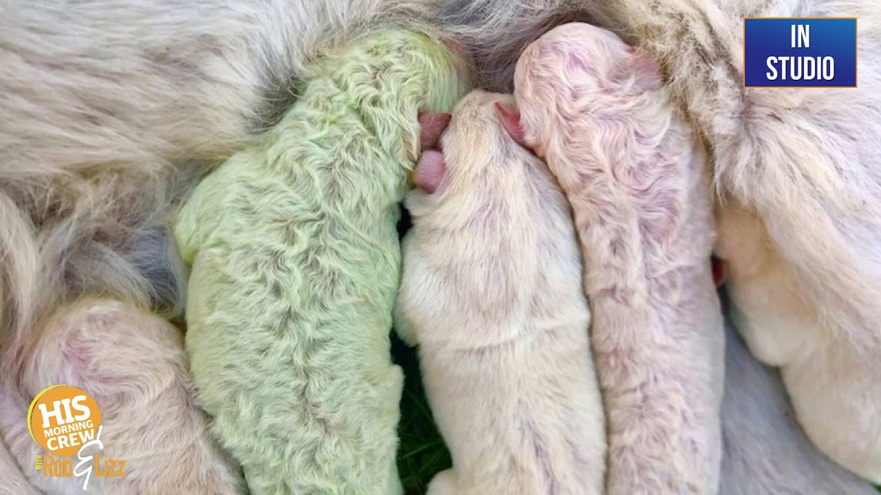 A rare green puppy was born in Italy this week!