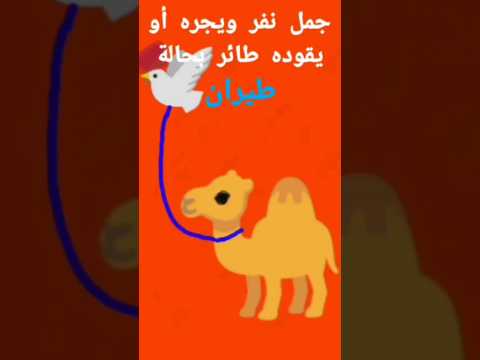 جمل نفر ويقوده أو يجره طائر بحالة طيران
