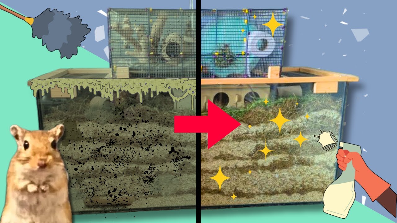 View of How Often Should You REALLY Clean Your Gerbil Tank? | Gerbil Cage Clean ...