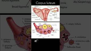 क्या गर्भाशय में सिस्ट होना सामान्य है cystinuterus corpusluteum pregnancy