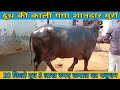 for sale murrah buffalo 20 किलो दूध 3 लाख रुपए 8875081587