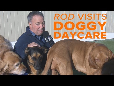 rod-on-the-job:-doggy-daycare