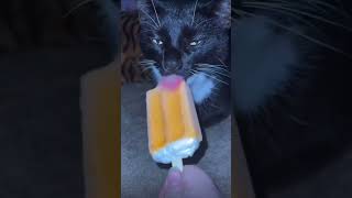 Котик кушает мороженое #кот#мороженое#еда#вкусно#мем#мемы#приколы#холодно#ночь#video#meme#shorts#mem