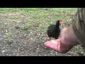 Moorhen feeding from hand