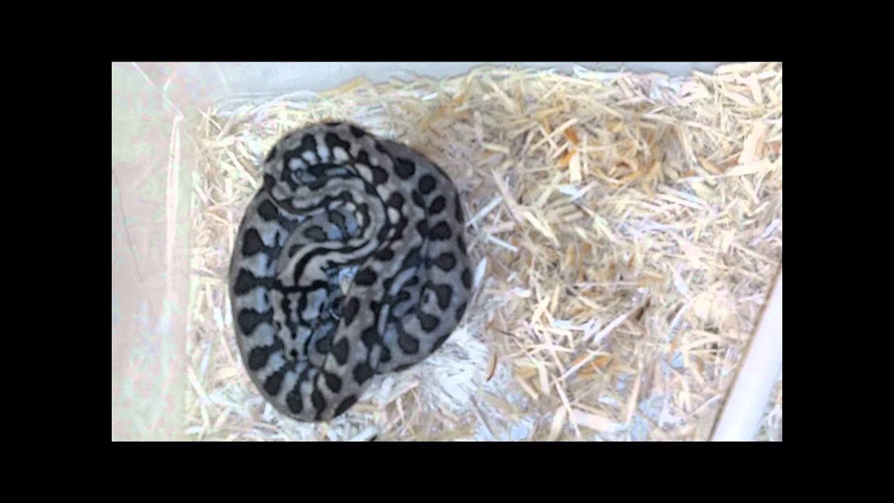 morphemes pdf 2012 Tiger x Jaguar clutch