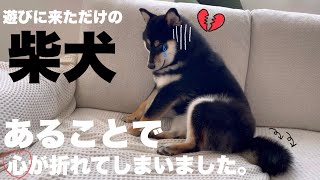 【悲報】我が家の自宅ドッグランに遊びに来た柴犬が、テンション0になってしまった。｜ボーダーコリーと柴犬 by サスケん家 881 views 8 months ago 9 minutes, 33 seconds