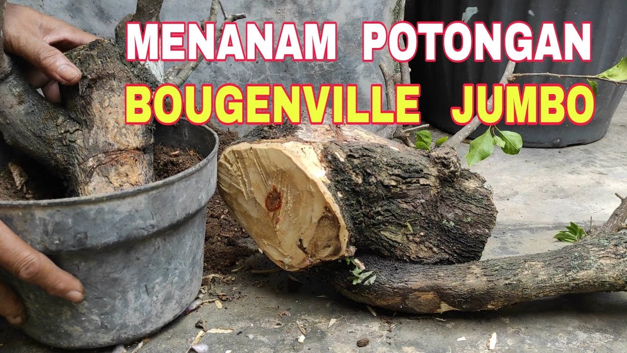 MENANAM POTONGAN BATANG BONSAI BOUGENVILLE JUMBO