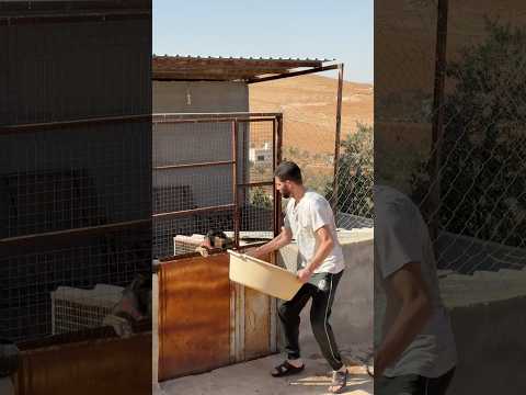 الي بخاف من الكلاب