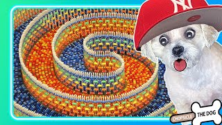 Talking Dog Reacts to The Amazing Triple Spiral (15,000 Dominos) - Reaction by @ChopsicleTheDog