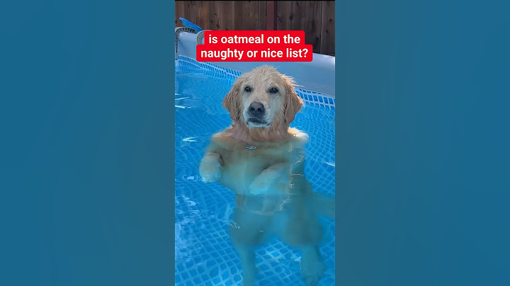 Help @Santa Claus decide if Oatmeal is on the naughty or nice list 🎅🏼🎄 #christmas #christmasdog