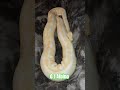 0.1 Albino #albino #ophelia #snake #reptiles #lifeisbutadream #python #breeding #wildlife #serpent