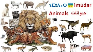 imudar (animals) in Amazigh language جميع أنواع الحيوانات بالأمازيغية