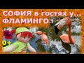 Детям о Фламинго. София в парке Flamingo Gardens во Флориде.