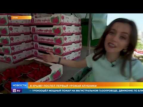 Крымские фермеры спасли урожай клубники, несмотря на суровую зиму