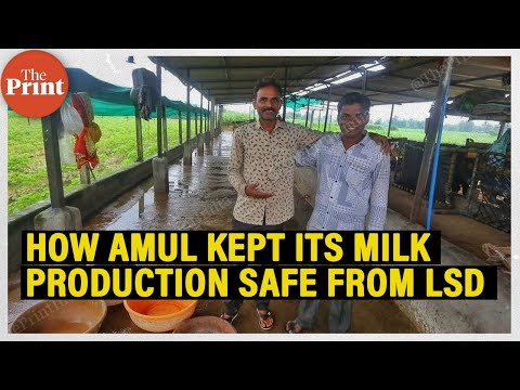 How Amul's disease preparedness protected the milk capital from LSD impact