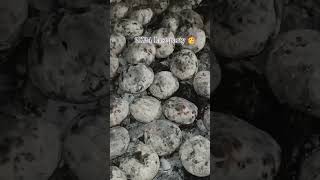 Download Lagu 2024 Last night party new best ringtone status #viralvideo #trendingshorts #hottrending #viraltrend MP3