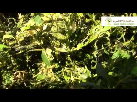 Видео: Бяло петно от листа от цариградско грозде и касис