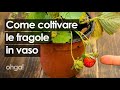 Come coltivare le fragole in vaso sul balcone e mantenerle