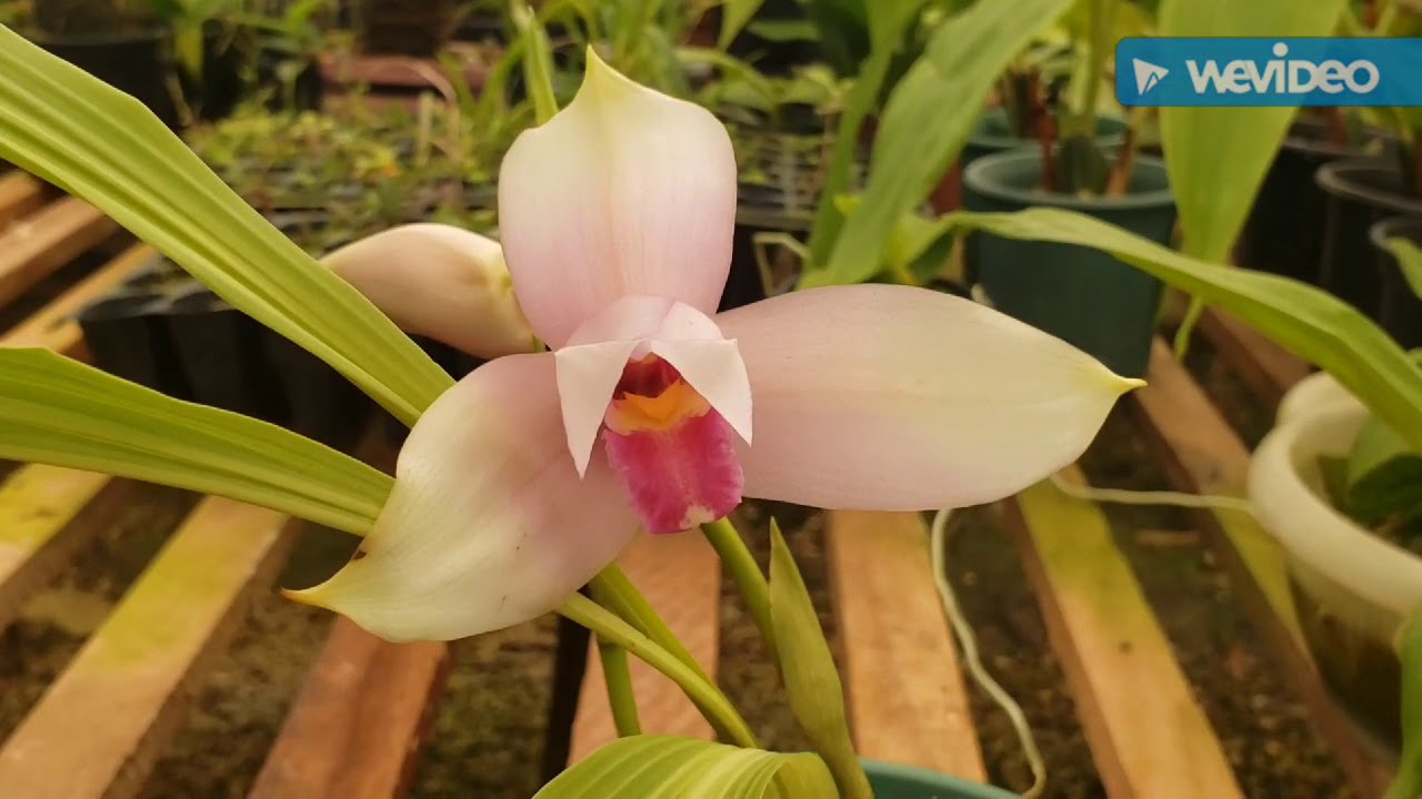 Dicas de Cultivo de Orquídeas 449