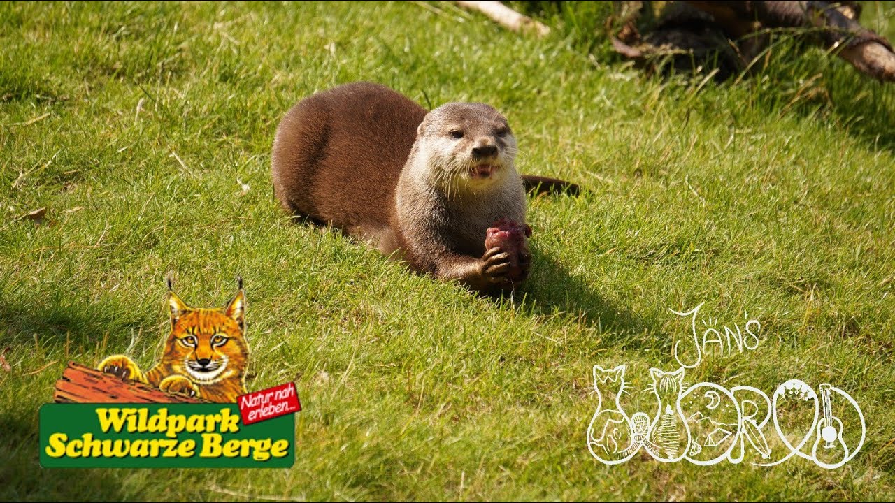 Ein schöner Tag im Wildpark Schwarze Berge bei 35 Grad | 2023 | 🎢