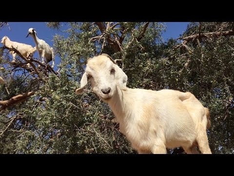 Tree Goats (Original)