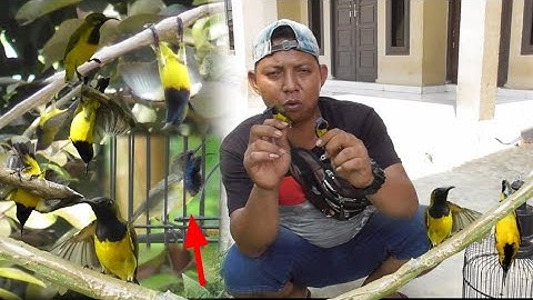 Cuma Depan Rumah Amunisi Sogon Ngabisin Burung Liar