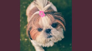 Celebrity Understated Doggy Hiding Wealth