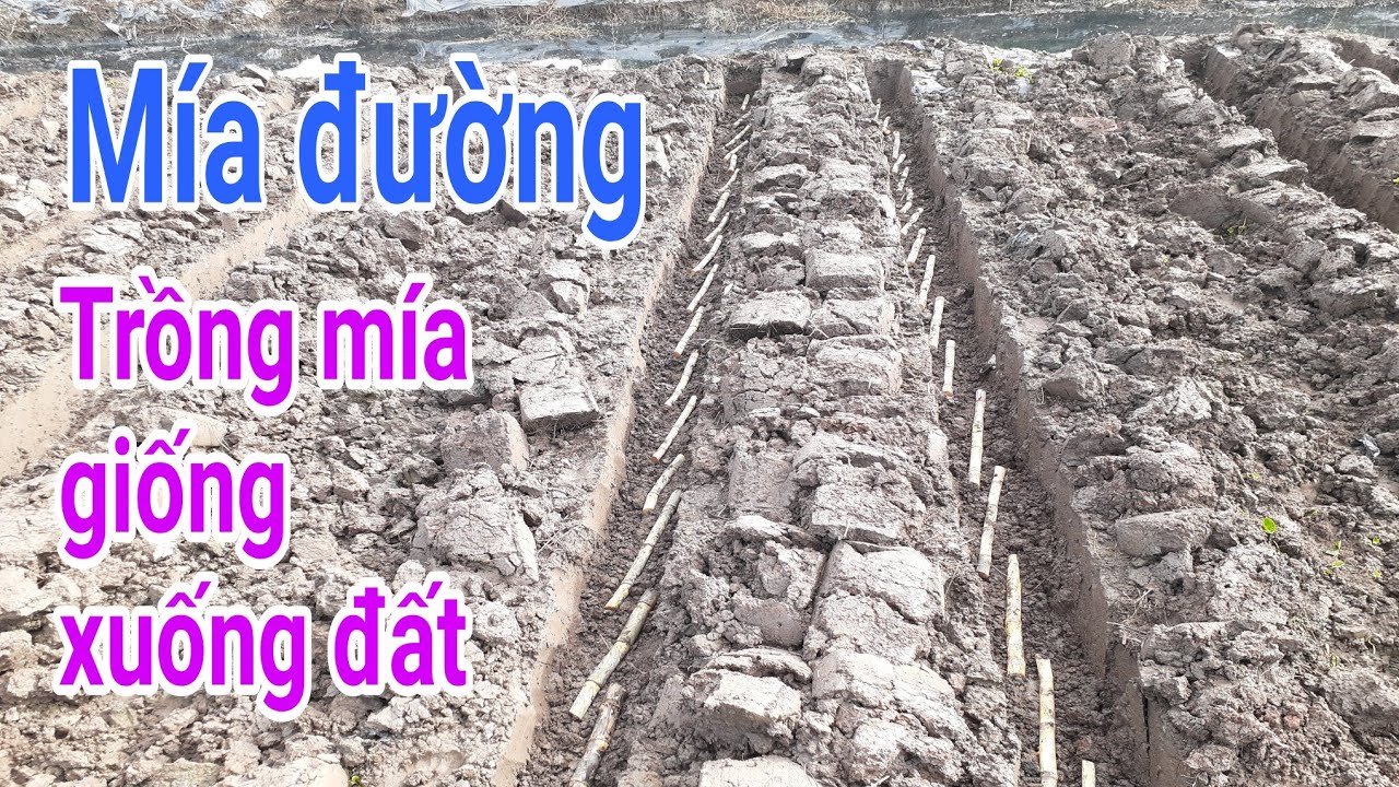 Kỹ thuật trồng mía đường: P2-Công đoạn trồng mía giống